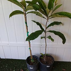 Loquat Edible Fruit Tree, Eriobotrya japonica Loquat Edible Fruit Tree, Eriobotrya japonica