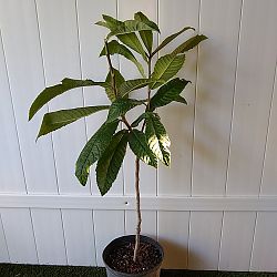 Loquat Edible Fruit Tree, Eriobotrya japonica Loquat Edible Fruit Tree, Eriobotrya japonica