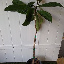 Loquat Edible Fruit Tree, Eriobotrya japonica Loquat Edible Fruit Tree, Eriobotrya japonica