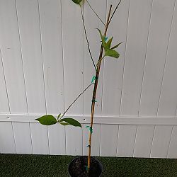 Rainbow Eucalyptus Rainbow Eucalyptus