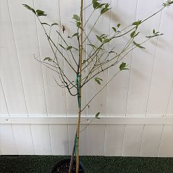 Rainbow Eucalyptus Rainbow Eucalyptus