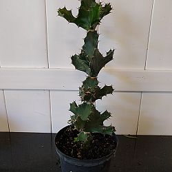 Cow Horn Cactus Cow Horn Cactus