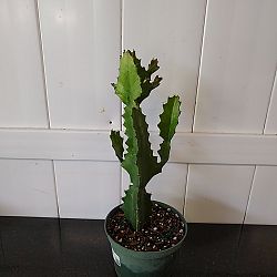 Cow Horn Cactus Cow Horn Cactus