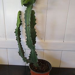 Cow Horn Cactus Cow Horn Cactus