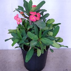 Euphorbia milii 'Pink Cadillac', Crown of thorns Euphorbia milii 'Pink Cadillac', Crown of thorns