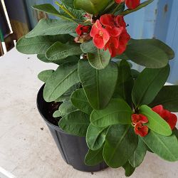 Euphorbia milii 'Pink Cadillac', Crown of thorns Euphorbia milii 'Pink Cadillac', Crown of thorns