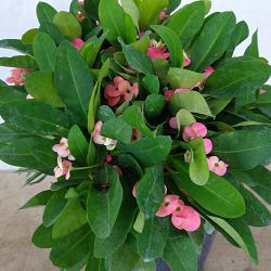 Euphorbia milii 'Pink Cadillac', Crown of thorns Euphorbia milii 'Pink Cadillac', Crown of thorns