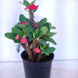 Euphorbia milii 'Pink Cadillac', Crown of thorns Euphorbia milii 'Pink Cadillac', Crown of thorns