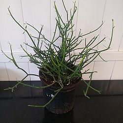 Green Pencil Cactus Green Pencil Cactus