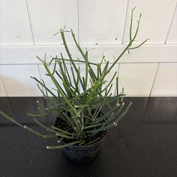 Green Pencil Cactus Green Pencil Cactus