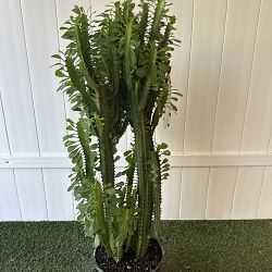 Green Cathedral Cactus Green Cathedral Cactus