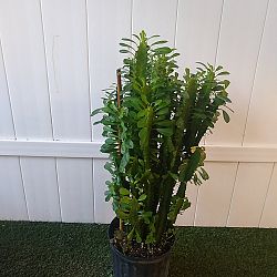 Green Cathedral Cactus Green Cathedral Cactus