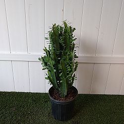 Green Cathedral Cactus Green Cathedral Cactus