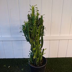 Green Cathedral Cactus Green Cathedral Cactus