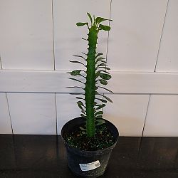 Green Cathedral Cactus Green Cathedral Cactus