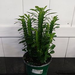 Green Cathedral Cactus Green Cathedral Cactus