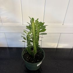 Green Cathedral Cactus Green Cathedral Cactus