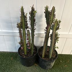 Royal Red Cathedral Cactus Royal Red Cathedral Cactus