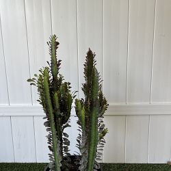 Royal Red Cathedral Cactus Royal Red Cathedral Cactus