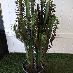 Royal Red Cathedral Cactus Royal Red Cathedral Cactus