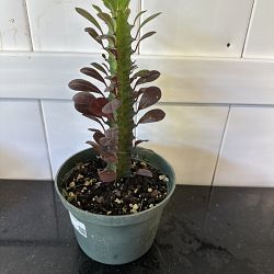 Royal Red Cathedral Cactus Royal Red Cathedral Cactus