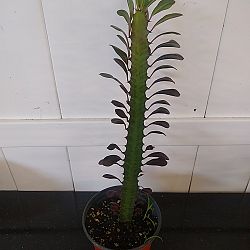 Royal Red Cathedral Cactus Royal Red Cathedral Cactus