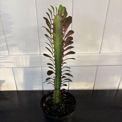 Royal Red Cathedral Cactus Royal Red Cathedral Cactus