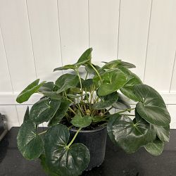 Giant Leopard Plant Giant Leopard Plant