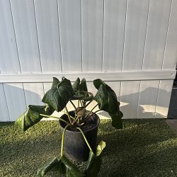 Giant Leopard Plant Giant Leopard Plant