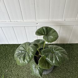 Giant Leopard Plant Giant Leopard Plant