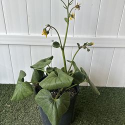 Giant Leopard Plant Giant Leopard Plant