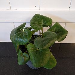 Giant Leopard Plant Giant Leopard Plant