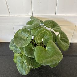 Giant Leopard Plant Giant Leopard Plant