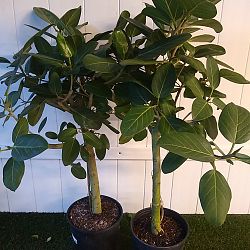 Ficus Audrey Ficus Audrey