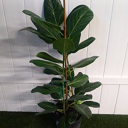 Ficus Audrey Ficus Audrey