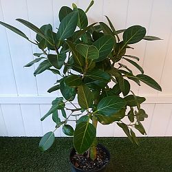 Ficus Audrey Ficus Audrey
