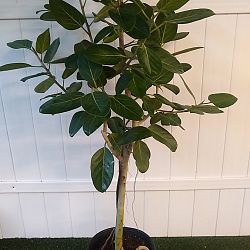 Ficus Audrey Ficus Audrey