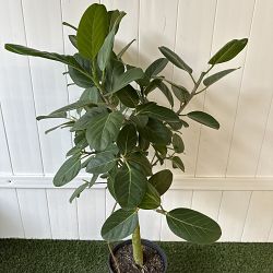 Ficus Audrey Ficus Audrey
