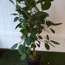 Ficus Audrey Ficus Audrey