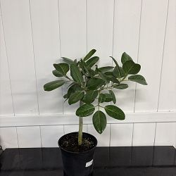 Ficus Audrey Ficus Audrey