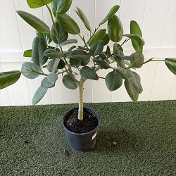 Ficus Audrey Ficus Audrey