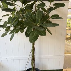 Ficus Audrey Ficus Audrey