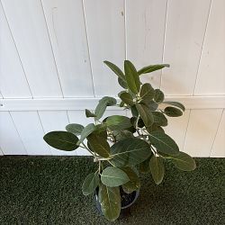 Ficus Audrey Ficus Audrey