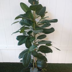 Ficus Audrey Ficus Audrey