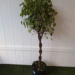 Variegated Ficus benjamina Variegated Ficus benjamina