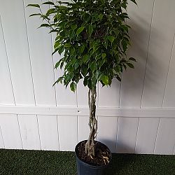 Variegated Ficus benjamina Variegated Ficus benjamina