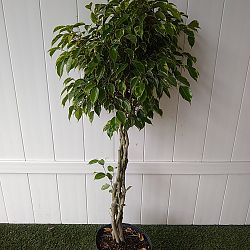 Variegated Ficus benjamina Variegated Ficus benjamina