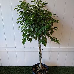Variegated Ficus benjamina Variegated Ficus benjamina