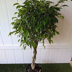 Variegated Ficus benjamina Variegated Ficus benjamina