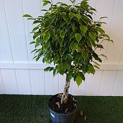 Variegated Ficus benjamina Variegated Ficus benjamina
